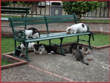 Cat Crew in the park